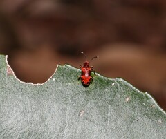 Lemodes coccinea