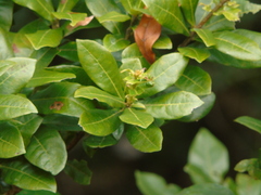 Myrica
