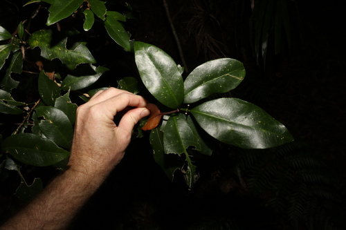 byron bay acronychia (Acronychia baeuerlenii)