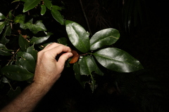 Acronychia baeuerlenii