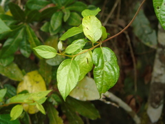 Lonicera pulcherrima