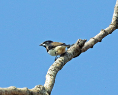 Spermestes fringilloides