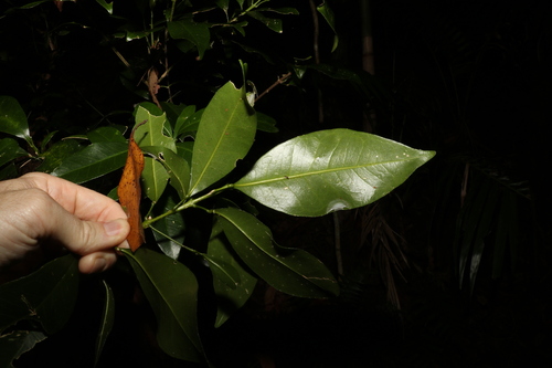 Image of Acronychia baeuerlenii by (c) Greg Tasney, some rights reserved (CC BY-SA)