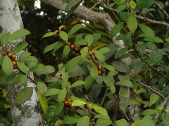 Ficus grossularioides