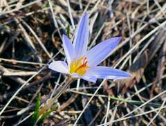 Crocus reticulatus
