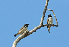 Spermestes fringilloides