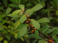 Ficus grossularioides