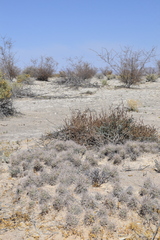 Coryphantha macromeris