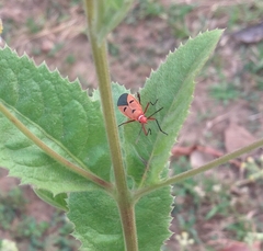 Dysdercus cingulatus