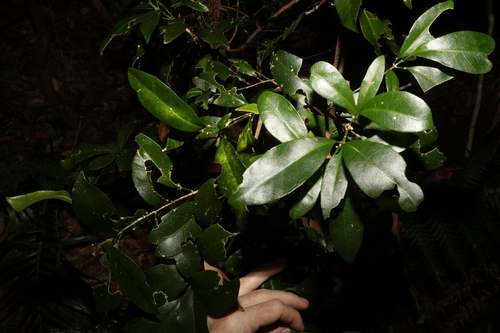 Image of Acronychia baeuerlenii by (c) Greg Tasney, some rights reserved (CC BY-SA)