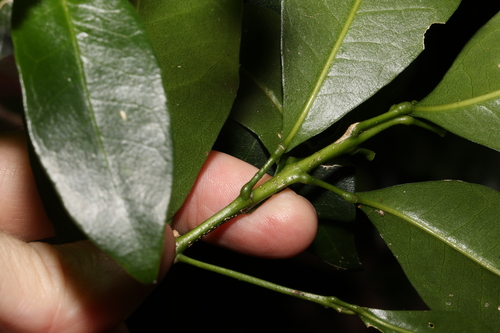 Image of Acronychia baeuerlenii by (c) Greg Tasney, some rights reserved (CC BY-SA)