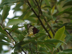 Delias crithoe
