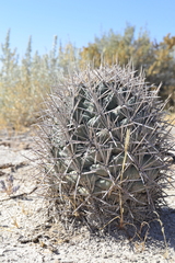 Coryphantha poselgeriana