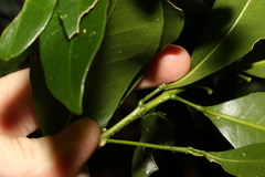 Acronychia baeuerlenii