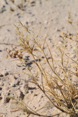 Cottea pappophoroides