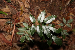 Pandorea baileyana