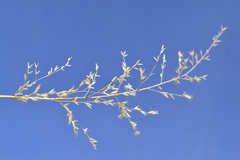 Cottea pappophoroides