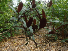 Melastoma sanguineum