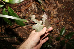 Pandorea baileyana