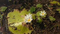 Nymphoides indica