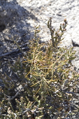 Cylindropuntia leptocaulis