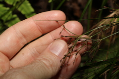 Exocarya sclerioides