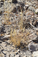 Enneapogon desvauxii