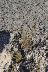 Enneapogon desvauxii