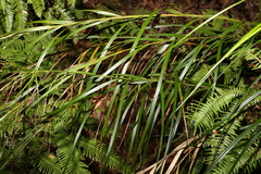 Exocarya sclerioides