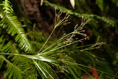 Exocarya sclerioides