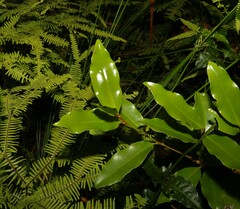 Litsea reticulata