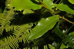 Litsea reticulata