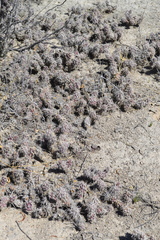 Grusonia moelleri