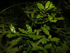 Litsea reticulata