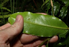 Litsea reticulata