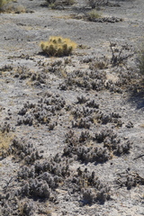Grusonia moelleri