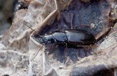 Pterostichus strenuus