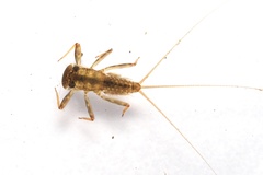 Thamnodontus tobiironis