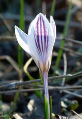 Crocus reticulatus