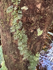 Davallia parvula