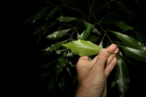 Image of Dorrigo Waratah (Alloxylon pinnatum) by (c) Greg Tasney, some rights reserved (CC BY-SA)