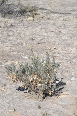 Nerisyrenia linearifolia