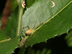 Thwaitesia nigronodosa
