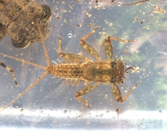 Thamnodontus tobiironis