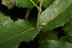 Thwaitesia nigronodosa