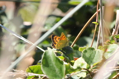 Lycaena 'canterbury common copper'