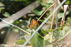 Lycaena 'canterbury common copper'