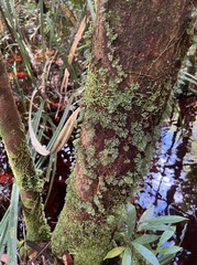 Davallia parvula