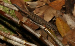 Saproscincus spectabilis