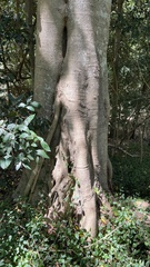 Ficus obliqua